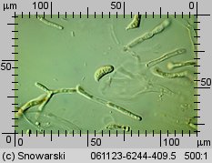 Dacrymyces stillatus (łzawnik rozciekliwy)