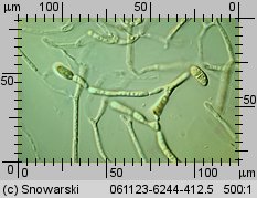 Dacrymyces stillatus (łzawnik rozciekliwy)