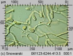 Dacrymyces stillatus (łzawnik rozciekliwy)