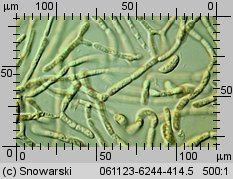 Dacrymyces stillatus (łzawnik rozciekliwy)