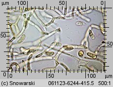 Dacrymyces stillatus (łzawnik rozciekliwy)