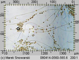 Tulostoma fimbriatum (berłóweczka frędzelkowana)