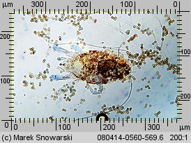 Tulostoma kotlabae (berłóweczka czeska)