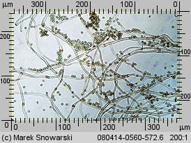 Tulostoma kotlabae (berłóweczka czeska)