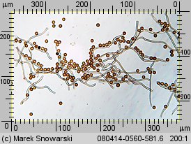 Disciseda bovista (przewrotka wielka)