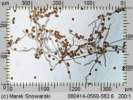 Disciseda bovista (przewrotka wielka)