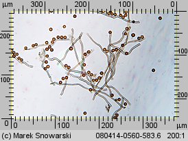 Disciseda bovista (przewrotka wielka)