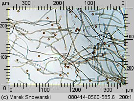 Disciseda bovista (przewrotka wielka)