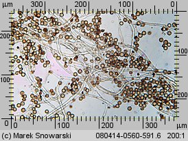 Astraeus hygrometricus (promieniak wilgociomierz)