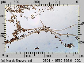 Geastrum minimum (gwiazdosz najmniejszy)