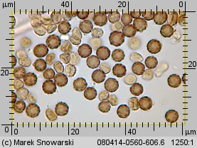 Geastrum minimum (gwiazdosz najmniejszy)