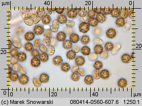 Geastrum minimum (gwiazdosz najmniejszy)