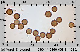 Geastrum minimum (gwiazdosz najmniejszy)