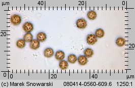 Geastrum minimum (gwiazdosz najmniejszy)