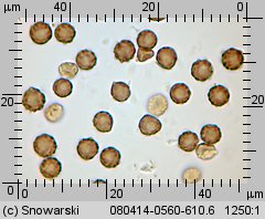 Geastrum minimum (gwiazdosz najmniejszy)