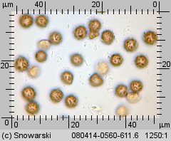 Geastrum minimum (gwiazdosz najmniejszy)