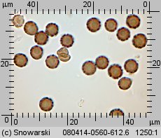 Geastrum minimum (gwiazdosz najmniejszy)