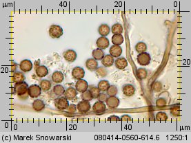 Geastrum striatum (gwiazdosz prążkowany)