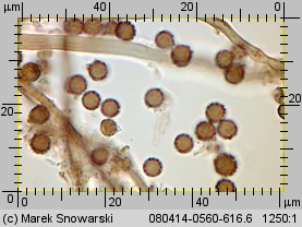 Geastrum striatum (gwiazdosz prążkowany)