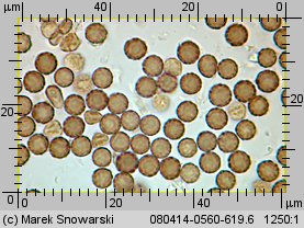 Geastrum minimum (gwiazdosz najmniejszy)