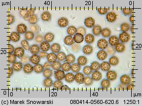 Geastrum minimum (gwiazdosz najmniejszy)