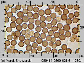 Geastrum minimum (gwiazdosz najmniejszy)