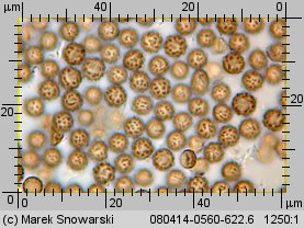 Geastrum minimum (gwiazdosz najmniejszy)