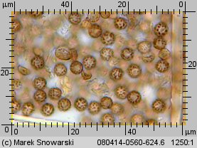 Geastrum minimum (gwiazdosz najmniejszy)