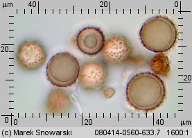 Astraeus hygrometricus (promieniak wilgociomierz)