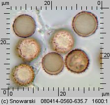 Astraeus hygrometricus (promieniak wilgociomierz)