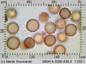 Astraeus hygrometricus (promieniak wilgociomierz)