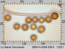 Disciseda bovista (przewrotka wielka)