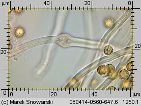 Tulostoma brumale (berłóweczka zimowa)