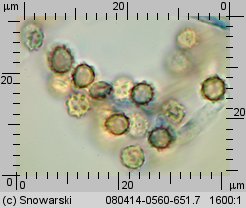 Tulostoma brumale (berłóweczka zimowa)