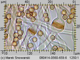 Tulostoma melanocyclum (berłóweczka rudawa)