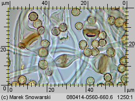 Tulostoma melanocyclum (berłóweczka rudawa)