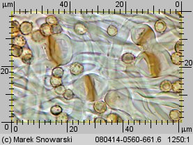 Tulostoma melanocyclum (berłóweczka rudawa)