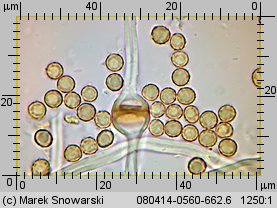 Tulostoma melanocyclum (berłóweczka rudawa)