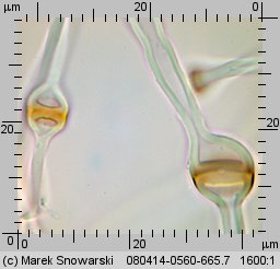 Tulostoma melanocyclum (berłóweczka rudawa)