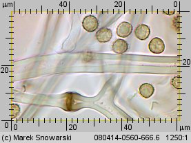 Tulostoma fimbriatum (berłóweczka frędzelkowana)