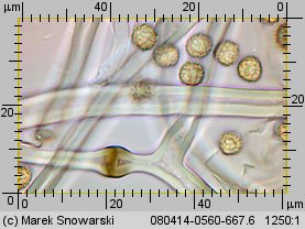 Tulostoma fimbriatum (berłóweczka frędzelkowana)