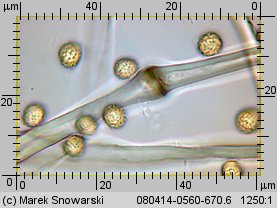 Tulostoma fimbriatum (berłóweczka frędzelkowana)