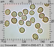 Tulostoma fimbriatum (berłóweczka frędzelkowana)