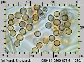 Tulostoma fimbriatum (berłóweczka frędzelkowana)