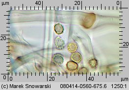 Tulostoma fimbriatum (berłóweczka frędzelkowana)