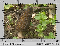 Morchella conica (smardz stożkowaty)