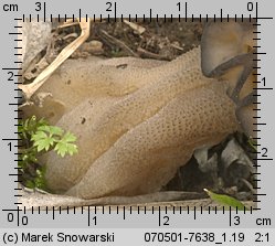 Morchella conica (smardz stożkowaty)