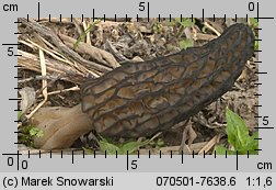 Morchella conica (smardz stożkowaty)