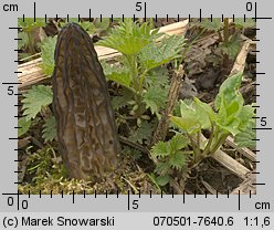 Morchella conica (smardz stożkowaty)