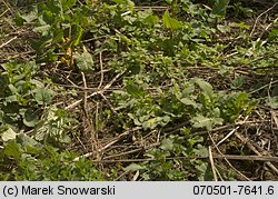 Morchella conica (smardz stożkowaty)